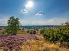 Lüneburger heide in Duitsland